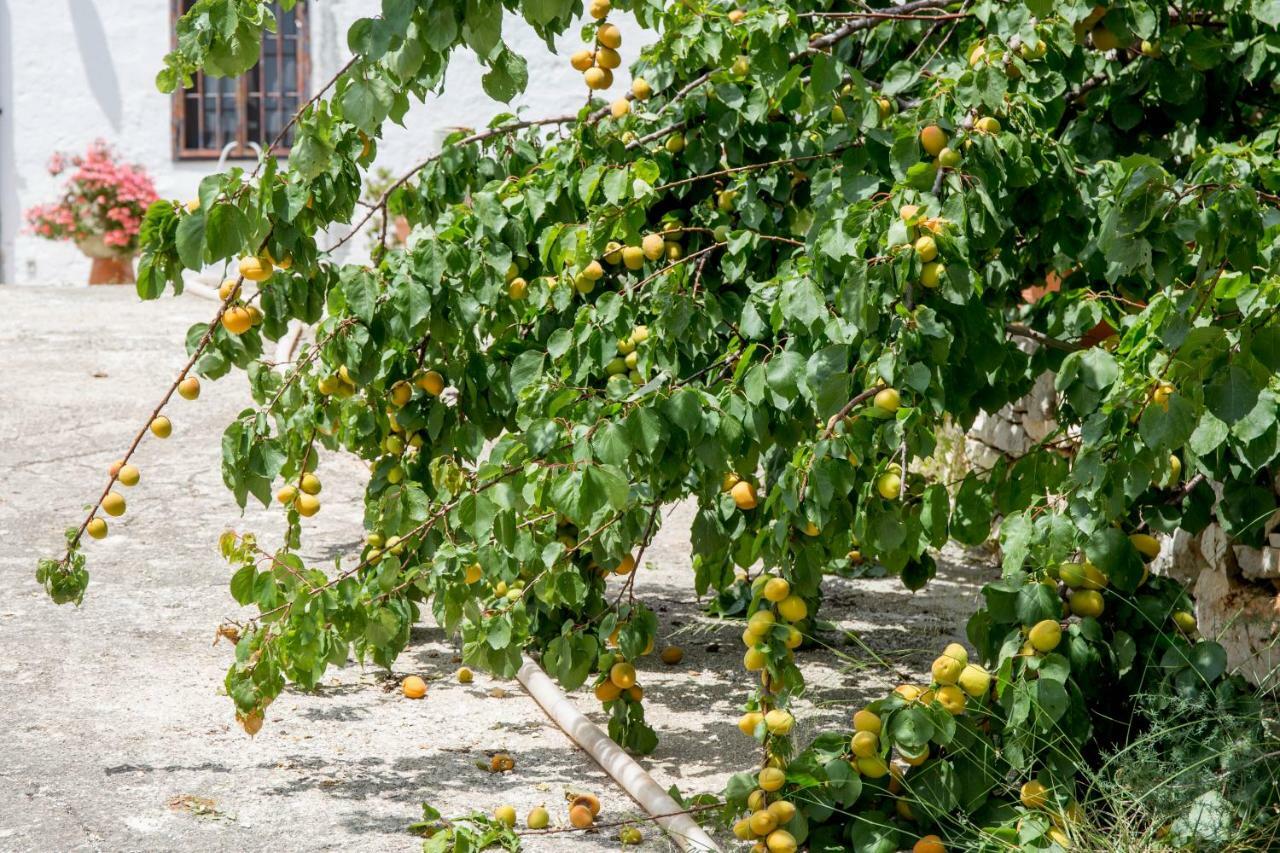 Profumo Di Terra Διαμέρισμα Monopoli Εξωτερικό φωτογραφία